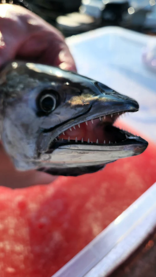 Close-up of a fish's head with its mouth open.