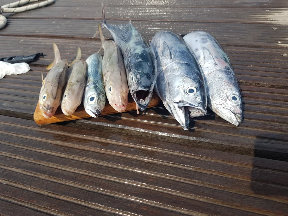 Fish of different sizes arranged on a wooden dock.