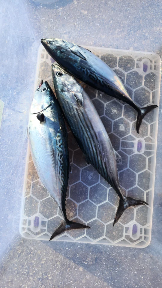 Two caught fish lying in a clear plastic tray.