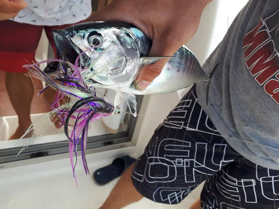 A caught fish held beside a colourful fishing lure on board.