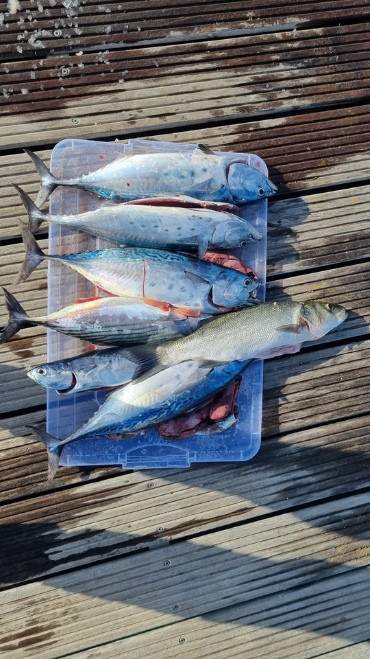 Several fish laid in a plastic tray on a wooden dock.