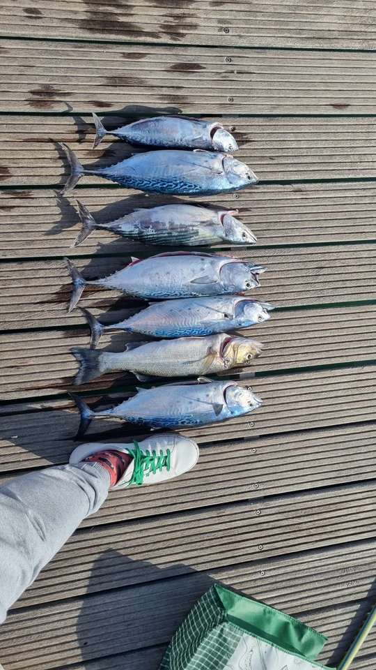 A row of caught fish laid out on a wooden dock.